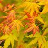 ACER PALMATUM 'ORANGE DREAM' ist