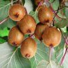 ACTINIDIA DELICIOSA 'BOSKOOP ist1