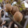 ACTINIDIA DELICIOSA 'BOSKOOP ist