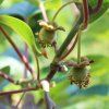 ACTINIDIA DELICIOSA 'JENNY' ist1
