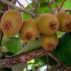 ACTINIDIA DELICIOSA 'JENNY' ist2