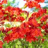 AZALEA 'FEUERWERK' ist2