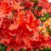 AZALEA 'FEUERWERK' ist