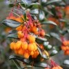 BERBERIS DARWINII 'COMPACTA ist1