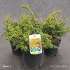 BERBERIS DARWINII 'COMPACTA' kak