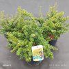 BERBERIS DARWINII 'COMPACTA' kak1