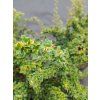 BERBERIS DARWINII 'COMPACTA' kak2