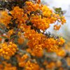 BERBERIS DARWINII 'COMPACTA ist