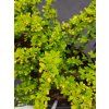 BERBERIS THUNBERGII 'SENSATION' kak1