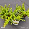 BERBERIS THUNBERGII 'SENSATION' kak