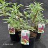 BUDDLEJA DAVIDII 'MAGENTA MUNCHKIN' kak