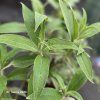 BUDDLEJA DAVIDII 'MAGENTA MUNCHKIN' kak1