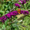BUDDLEJA DAVIDII 'MAGENTA MUNCHKIN' ist