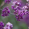 CALLICARPA DICHOTOMA 'ISSAI ist7