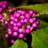 CALLICARPA BODINIERI 'PROFUSION' ist1