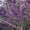 CALLICARPA BODINIERI VAR. GIRALDII ist2