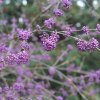 CALLICARPA BODINIERI VAR. GIRALDII ist1