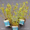 CORNUS ALBA 'RED GNOME' kak1