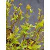 CORNUS ALBA 'RED GNOME' kak2