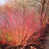 CORNUS SANGUINEA 'ANNY'S WINTER ORANGE ist