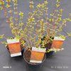 CORNUS SANGUINEA 'MIDWINTER FIRE kak2