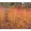 CORNUS SANGUINEA 'MIDWINTER FIRE shutt