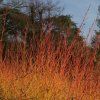 CORNUS SANGUINEA 'MIDWINTER FIRE' ist
