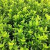 EUONYMUS JAPONICUS 'GREEN SPIRE' ist