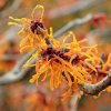 HAMAMELIS INTERMEDIA 'APHRODITE' ist