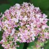 HYDRANGEA ARBORESCENS 'PINK PERCUSSION' ist1