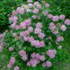 HYDRANGEA ARBORESCENS 'PINK PERCUSSION' ist