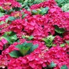 HYDRANGEA MACROPHYLLA 'HOT RED' sit