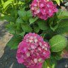 HYDRANGEA MACROPHYLLA 'HOT RED' kak