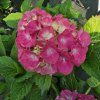 HYDRANGEA MACROPHYLLA 'HOT RED' kak1