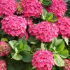HYDRANGEA MACROPHYLLA 'HOT RED' ist1