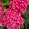 HYDRANGEA MACROPHYLLA FRISBEE 'HOT PINK' ist1