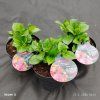 HYDRANGEA MACROPHYLLA FRISBEE 'HOT PINK' kak1