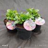 HYDRANGEA MACROPHYLLA FRISBEE 'HOT PINK' kak2