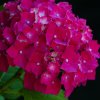 HYDRANGEA MACROPHYLLA FRISBEE 'HOT PINK' ist
