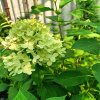 HYDRANGEA PANICULATA 'MOJITO' ist1