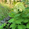 HYDRANGEA PANICULATA 'MOJITO' ist