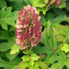 HYDRANGEA QUERCIFOLIA 'RUBY SLIPPERS' ist1