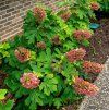 HYDRANGEA QUERCIFOLIA 'RUBY SLIPPERS' ist2