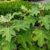HYDRANGEA QUERCIFOLIA 'RUBY SLIPPERS' ist