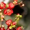 CHAENOMELES SUPERBA 'RED TRAIL' ist2