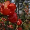CHAENOMELES SUPERBA 'RED TRAIL' ist