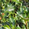 ILEX AQUIFOLIUM 'ALASKA' ist