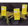JUNIPERUS COMMUNIS 'LEMON CARPET' kak1