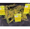 JUNIPERUS COMMUNIS 'LEMON CARPET' kak