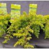 JUNIPERUS CONFERTA 'ALL GOLD' kak1